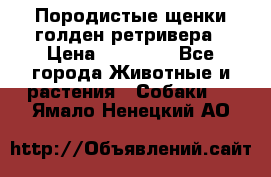 Породистые щенки голден ретривера › Цена ­ 25 000 - Все города Животные и растения » Собаки   . Ямало-Ненецкий АО